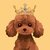 BunPoodle