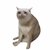 Cash Cat