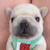 Pibblepan’s Coin