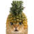 Pineapple Cat