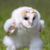 Running Barn Owl