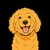 Samson the Goldendoodle