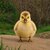 The Chubby Gosling