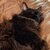 Stella Cat